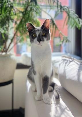 Moonlight, a Adoptable Domestic Short Hair in San Francisco, CA image 4/6