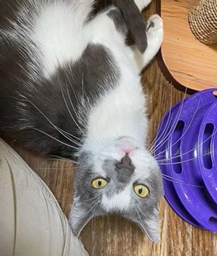 Moonlight, a Adoptable Domestic Short Hair in San Francisco, CA image 5/6
