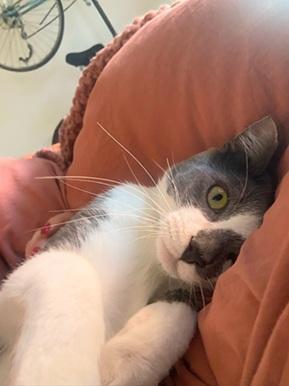 Moonlight, a Adoptable Domestic Short Hair in San Francisco, CA image 6/6