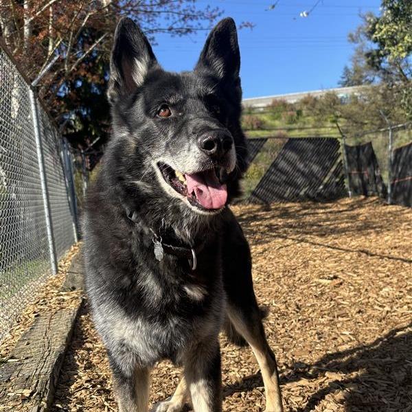 Stanley, Adoptable, Senior Male German Shepherd Dog.