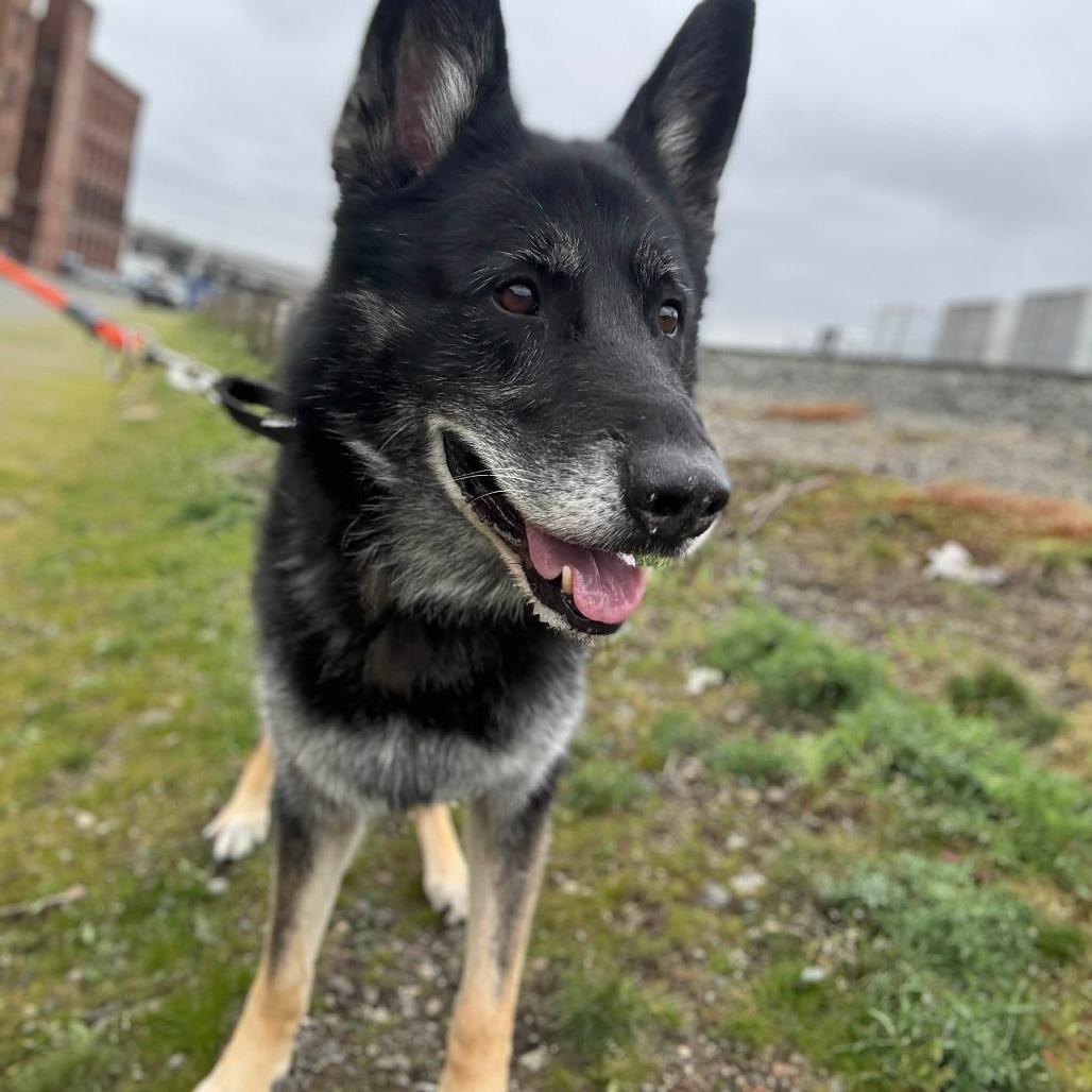 Stanley, a Adoptable German Shepherd Dog in Tacoma, WA image 2/4