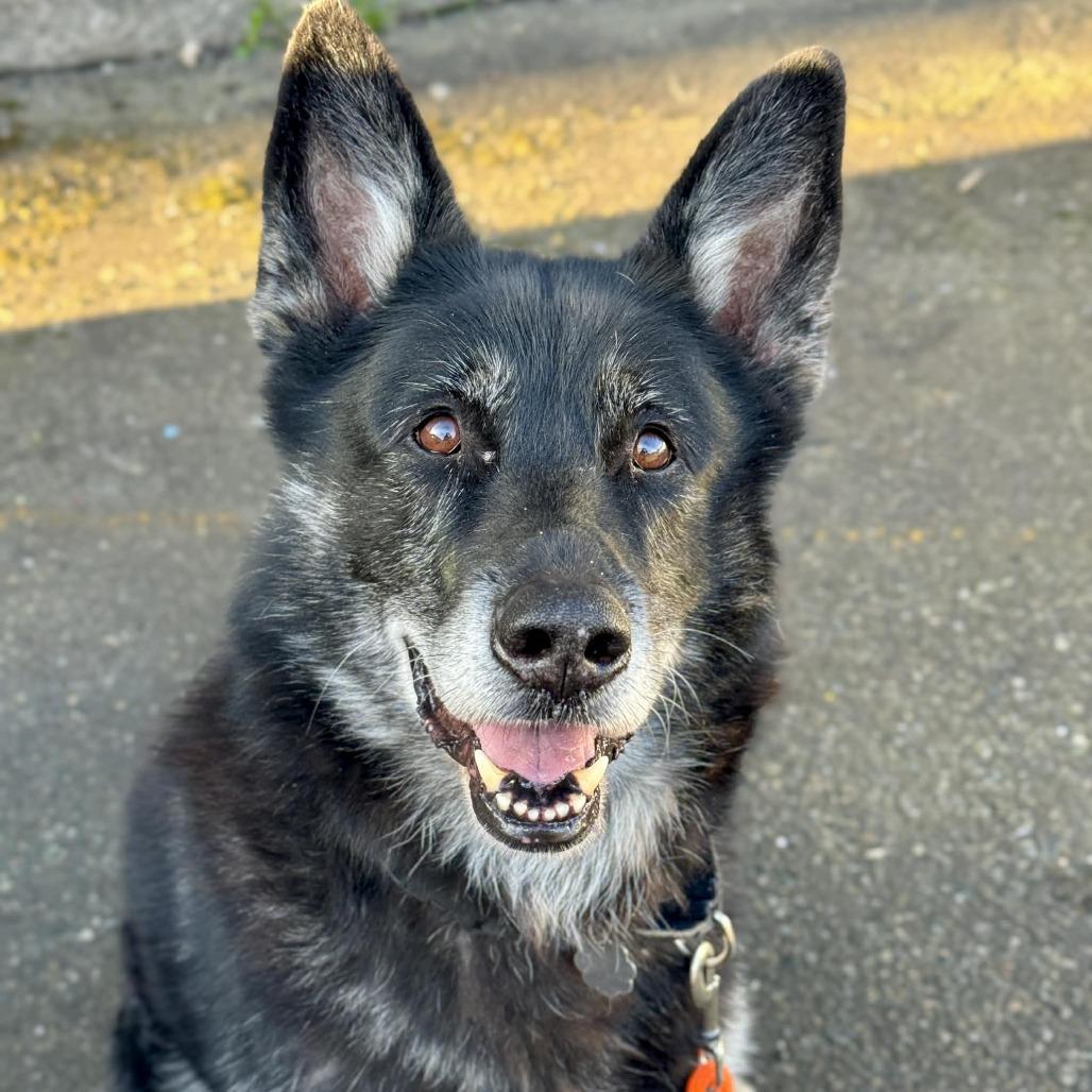 Stanley, a Adoptable German Shepherd Dog in Tacoma, WA image 3/4