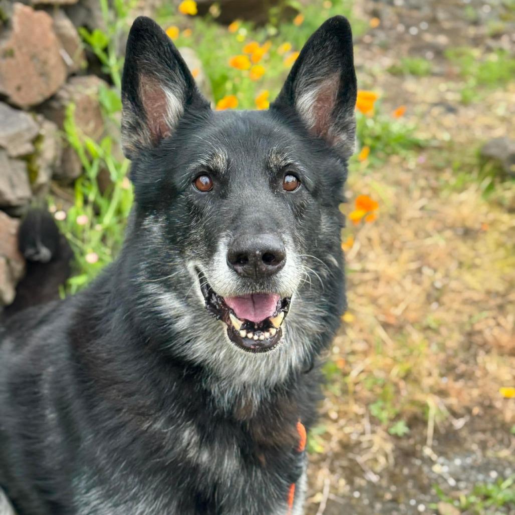 Stanley, a Adoptable German Shepherd Dog in Tacoma, WA image 4/4