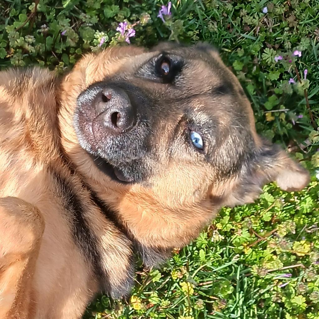 Enlarge Harley, a Adoptable mixed breed in Gainesville, GA image 1/2