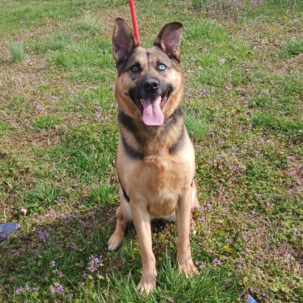 Enlarge Harley, a Adoptable mixed breed in Gainesville, GA image 2/2