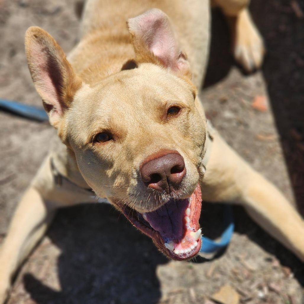 Charlie, Adoptable, Adult Male German Shepherd Dog & Mixed Breed.