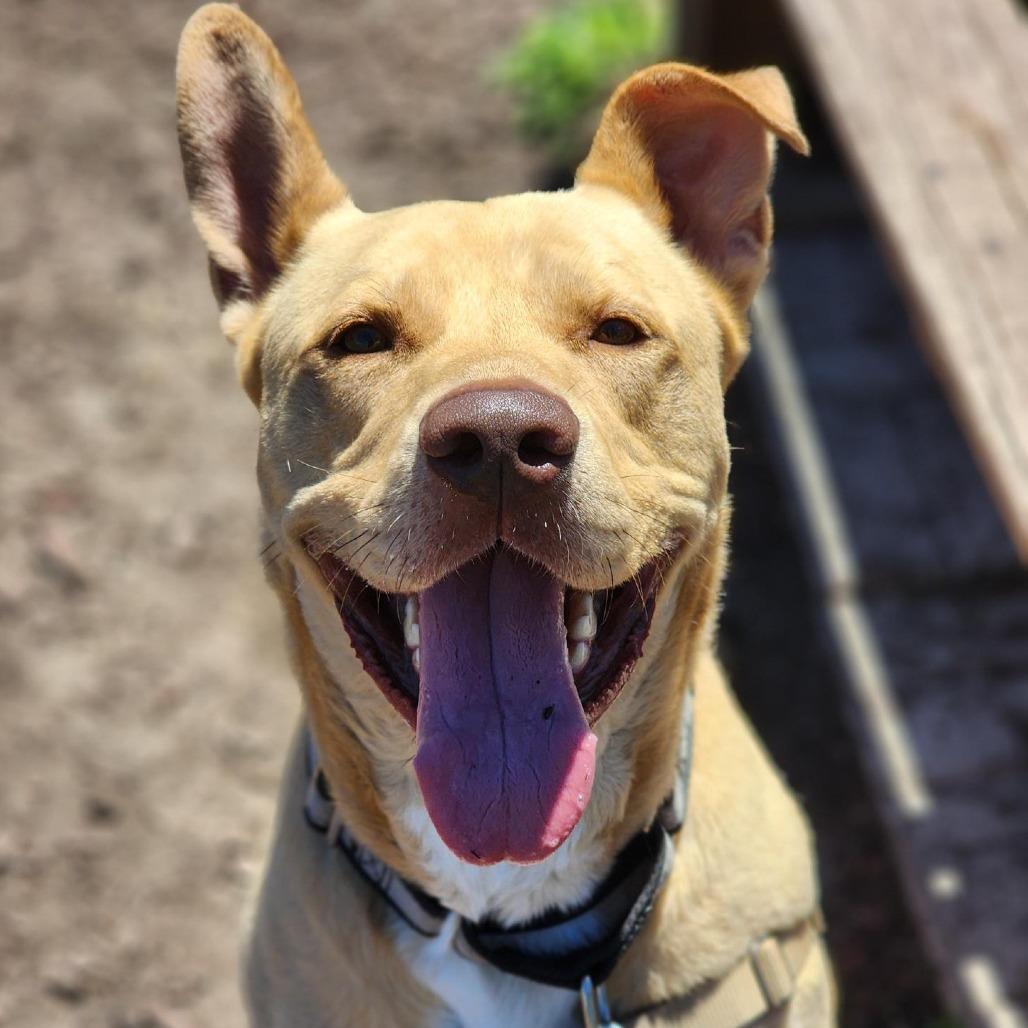 Charlie, a Adoptable mixed breed in Champaign, IL image 2/6