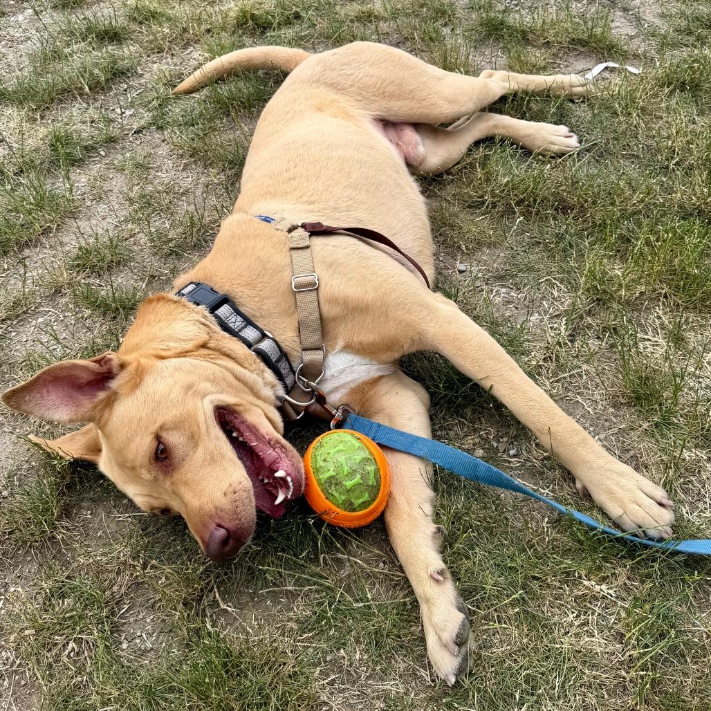 Charlie, a Adoptable mixed breed in Champaign, IL image 3/6