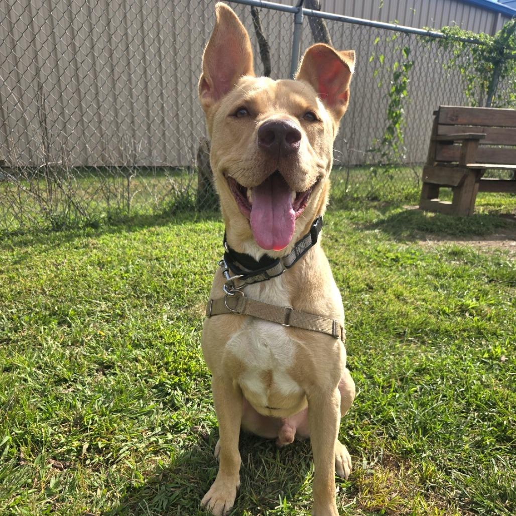 Charlie, a Adoptable mixed breed in Champaign, IL image 4/6
