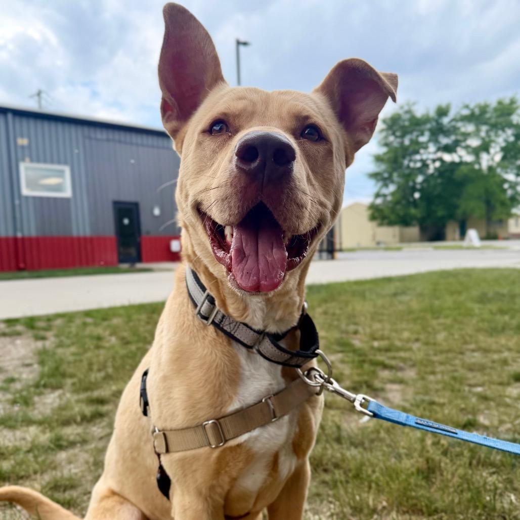 Charlie, a Adoptable mixed breed in Champaign, IL image 5/6