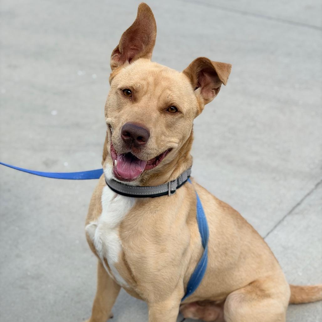 Charlie, a Adoptable mixed breed in Champaign, IL image 6/6