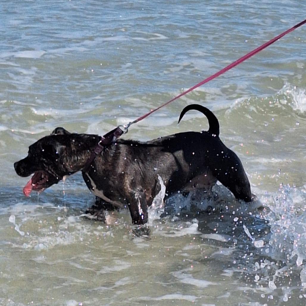 Enlarge Dahlia, a Adoptable Mixed Breed in Jacksonville, FL image 1/3