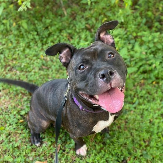 Enlarge Dahlia, a Adoptable Mixed Breed in Jacksonville, FL image 2/3