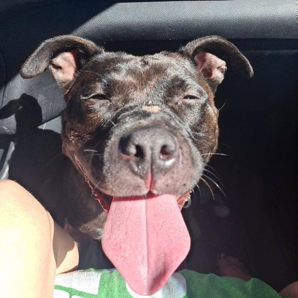 Enlarge Dahlia, a Adoptable Mixed Breed in Jacksonville, FL image 3/3