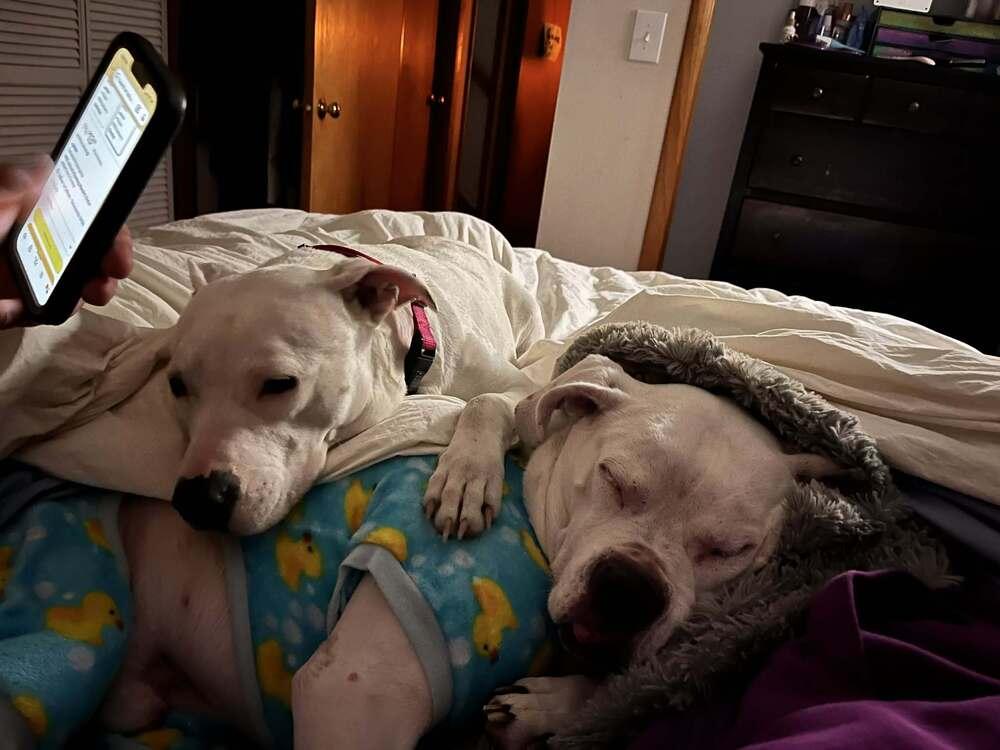 Roxy, Adoptable, Adult Female American Bulldog.