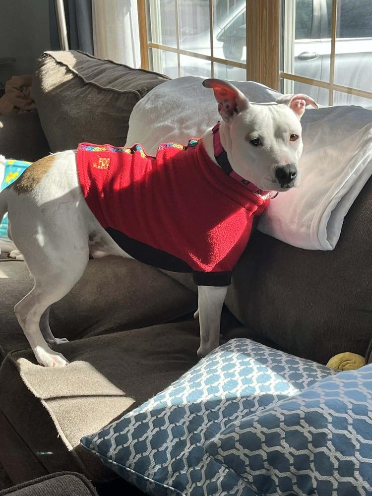 Enlarge Roxy, a Adoptable mixed breed in Amherst, NY image 2/6