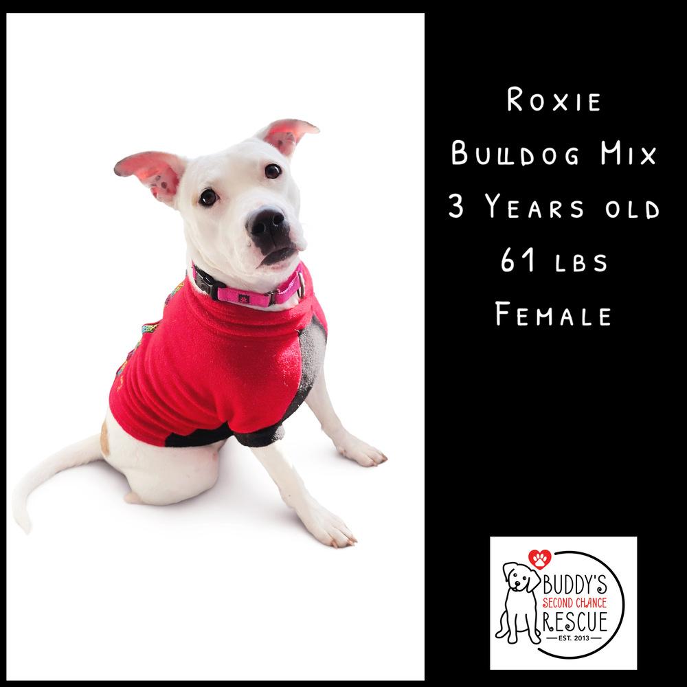 Enlarge Roxy, a Adoptable mixed breed in Amherst, NY image 3/6