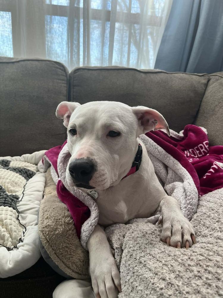 Enlarge Roxy, a Adoptable mixed breed in Amherst, NY image 4/6