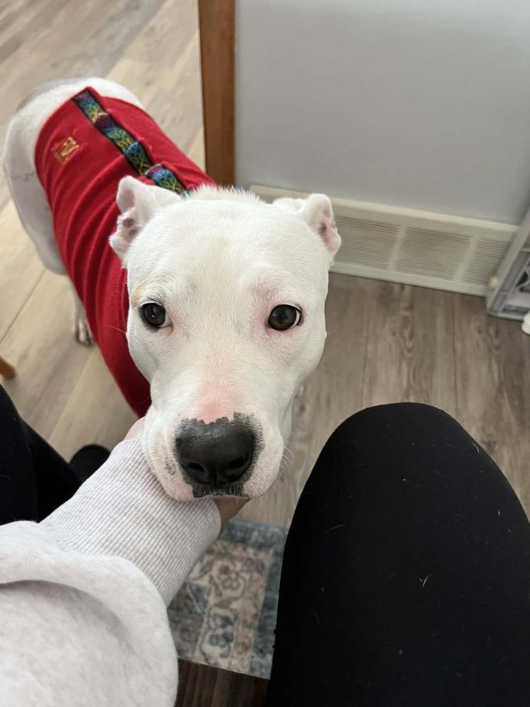 Enlarge Roxy, a Adoptable mixed breed in Amherst, NY image 5/6