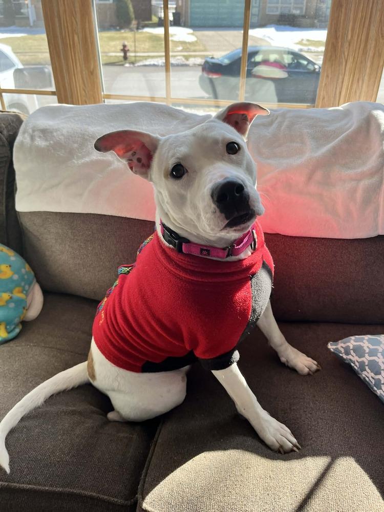 Enlarge Roxy, a Adoptable mixed breed in Amherst, NY image 6/6