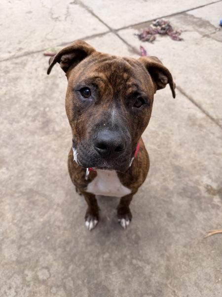 Daygo, Adoptable, Young Male Pit Bull Terrier.