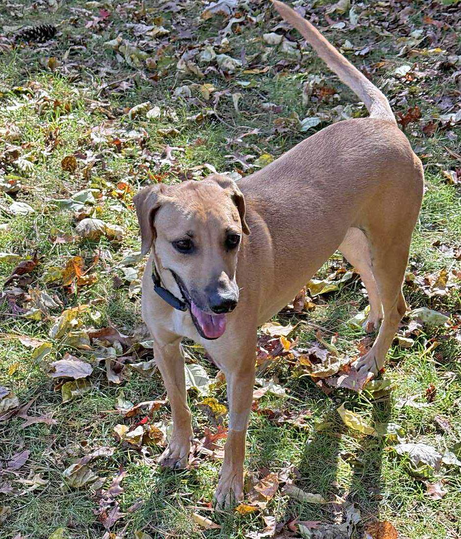 Enlarge Petra, a Adoptable mixed breed in Pawtucket, RI image 6/6