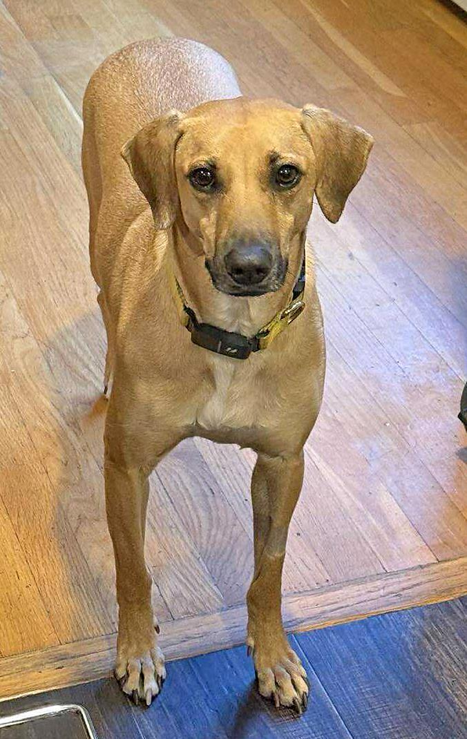 Enlarge Petra, a Adoptable mixed breed in Pawtucket, RI image 4/6