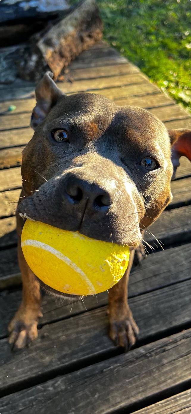Enlarge Dude, a Adoptable Pit Bull Terrier in Cuyahoga Falls, OH image 1/2
