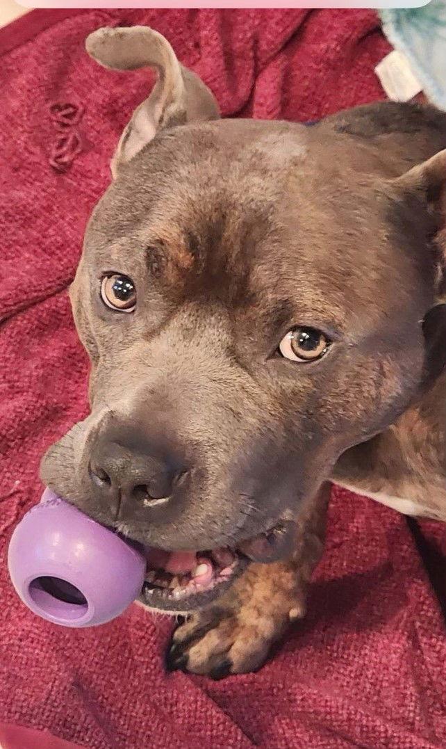 Enlarge Dude, a Adoptable Pit Bull Terrier in Cuyahoga Falls, OH image 2/2