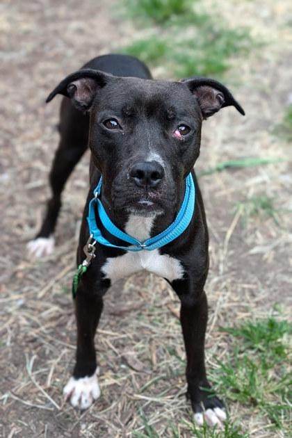 Lilac, a Adoptable Mixed Breed in Cincinnati, OH image 1/3