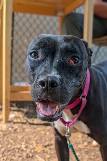 Lilac, a Adoptable Mixed Breed in Cincinnati, OH image 3/3