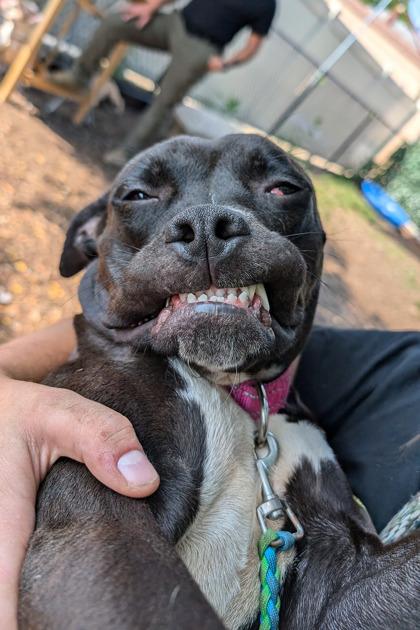 Enlarge Lilac, a Adoptable Mixed Breed in Cincinnati, OH image 3/3