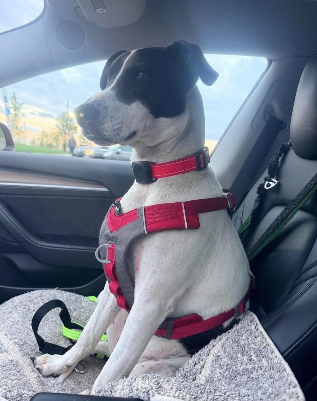 Rubix (Foster or Adopter needed!) photo