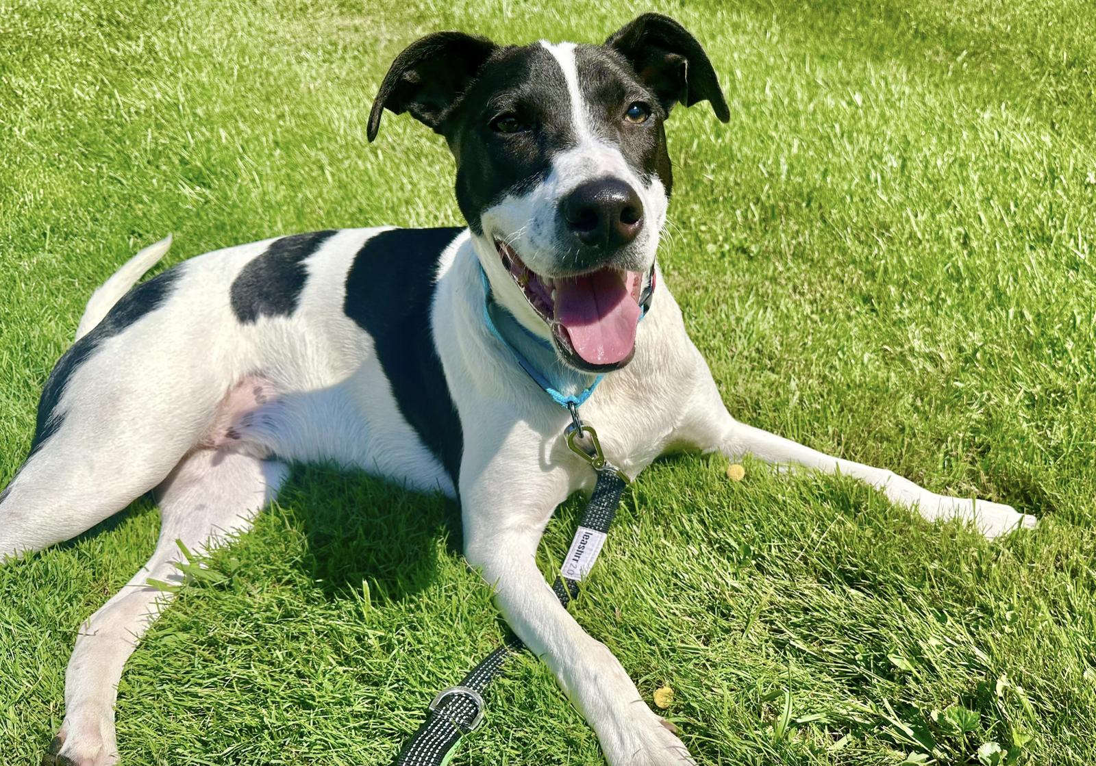 Enlarge Rubix (Foster or Adopter needed!), a Adoptable Pointer in Westwood, NJ image 2/3
