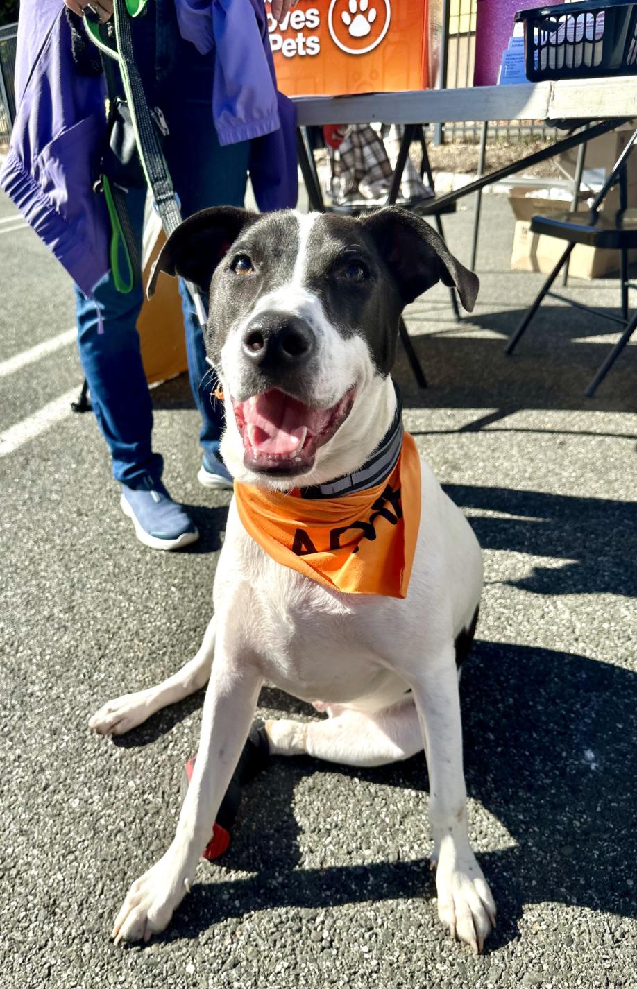 Enlarge Rubix (Foster or Adopter needed!), a Adoptable Pointer in Westwood, NJ image 3/3