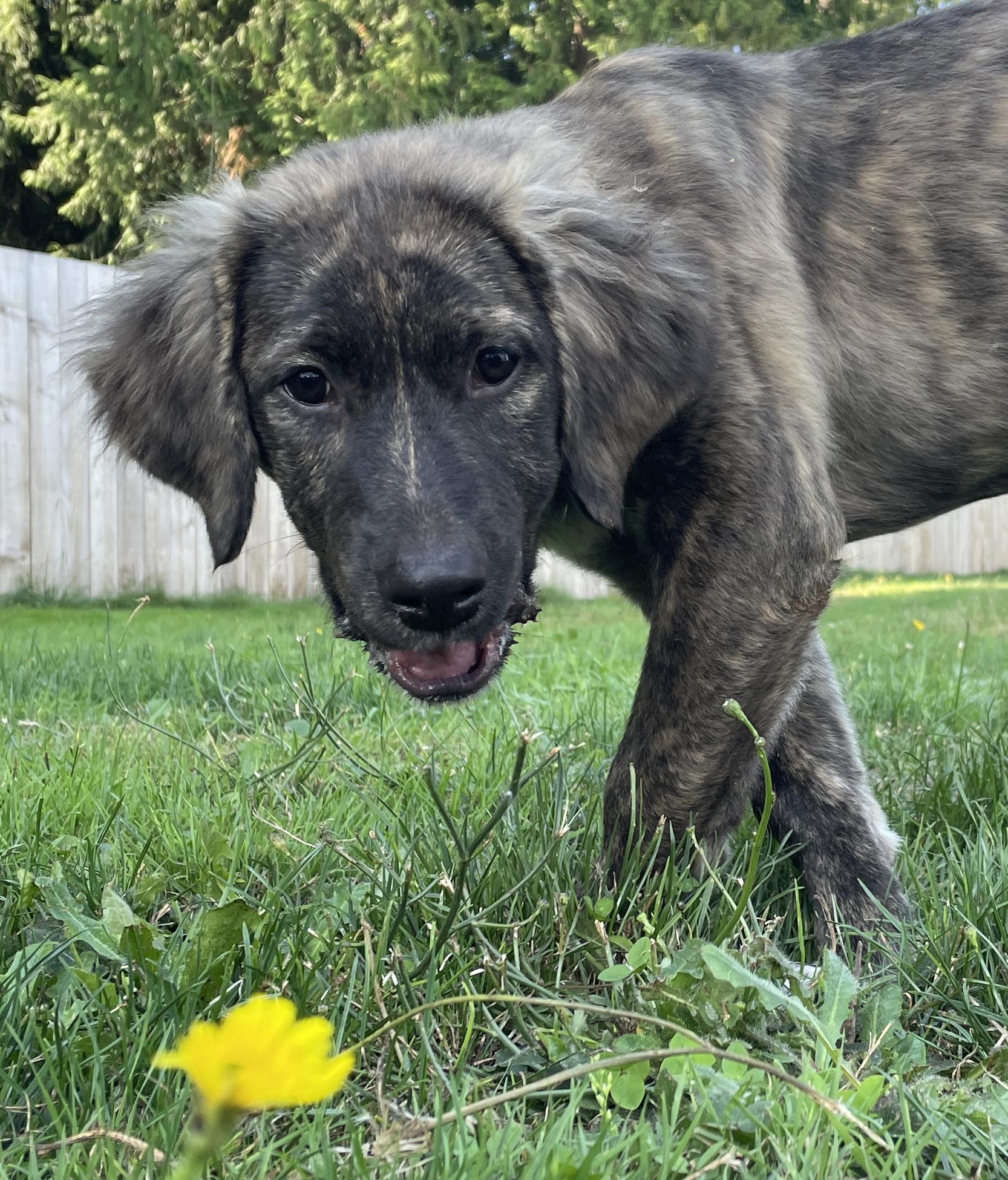 Spritz (Cocktail Party litter)