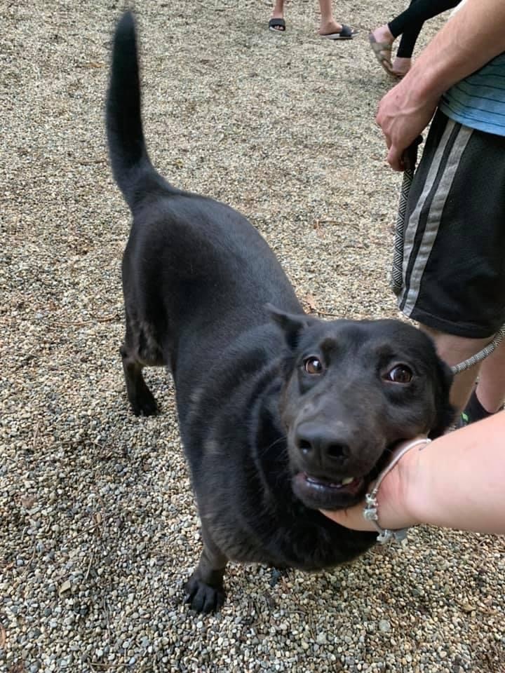 Enlarge Cassie, a Adoptable mixed breed in fennville, MI image 3/4