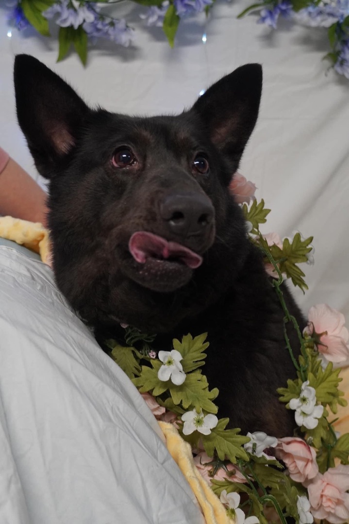 Enlarge Cassie, a Adoptable mixed breed in fennville, MI image 1/4