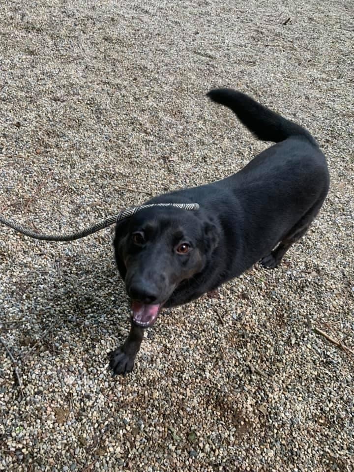 Enlarge Cassie, a Adoptable mixed breed in fennville, MI image 2/4