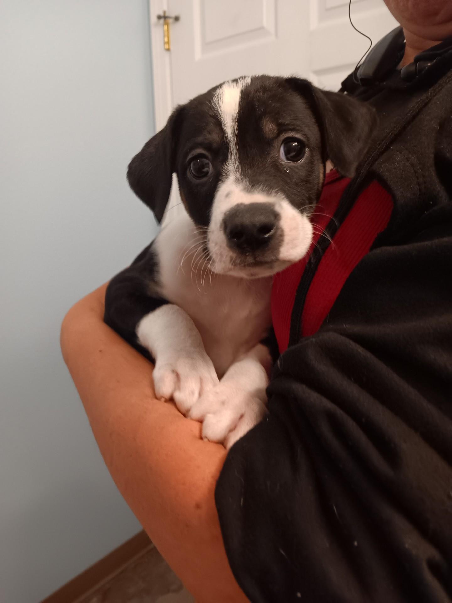Frederick, an adoptable Border Collie, Mixed Breed in Polson, MT, 59860 | Photo Image 1