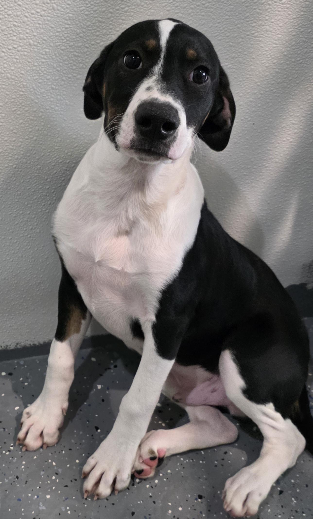 Frederick, an adoptable Border Collie, Mixed Breed in Polson, MT, 59860 | Photo Image 1