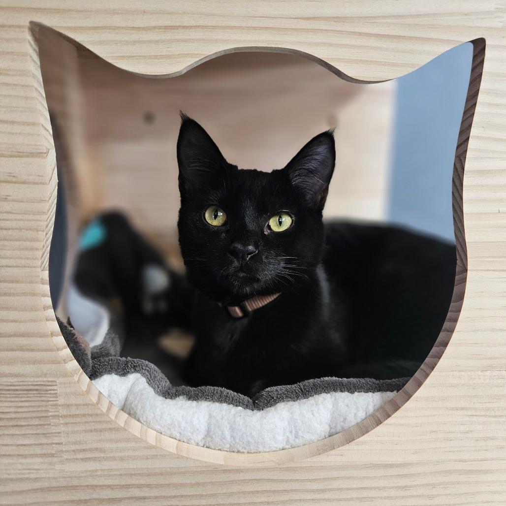 Branch, Adoptable, Young Male Domestic Short Hair.