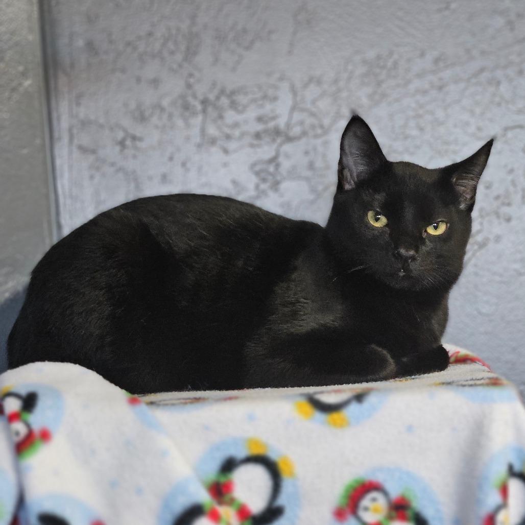 Enlarge Branch, a Adoptable Domestic Short Hair in Bismarck, ND image 1/2