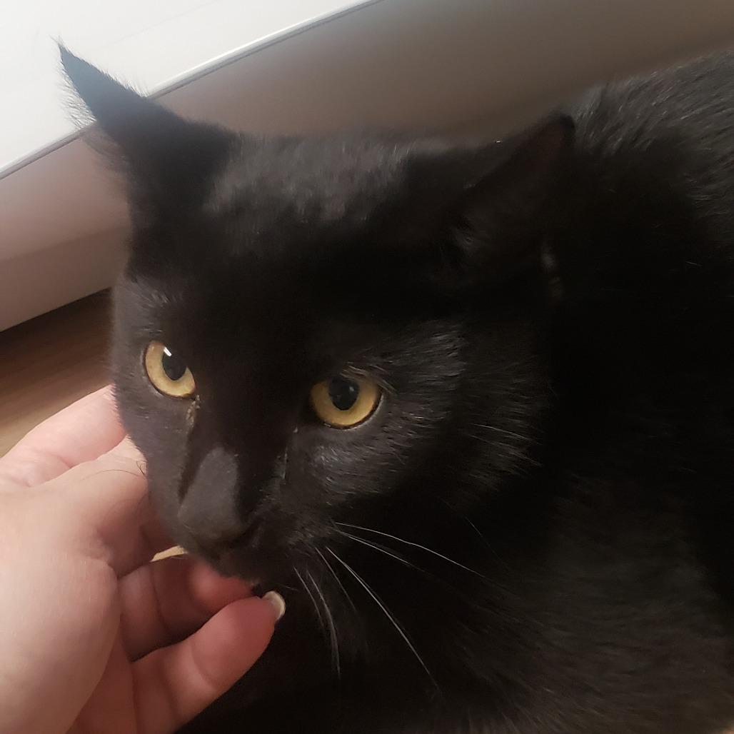 Branch (grey collar), Adoptable, Young Male Domestic Short Hair.