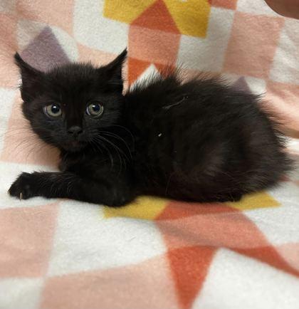 Enlarge Princess sweet baby girl, a Adoptable mixed breed in Spruce Pine, NC image 1/1