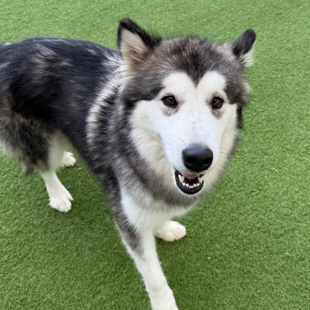 Princess thumbnail 2