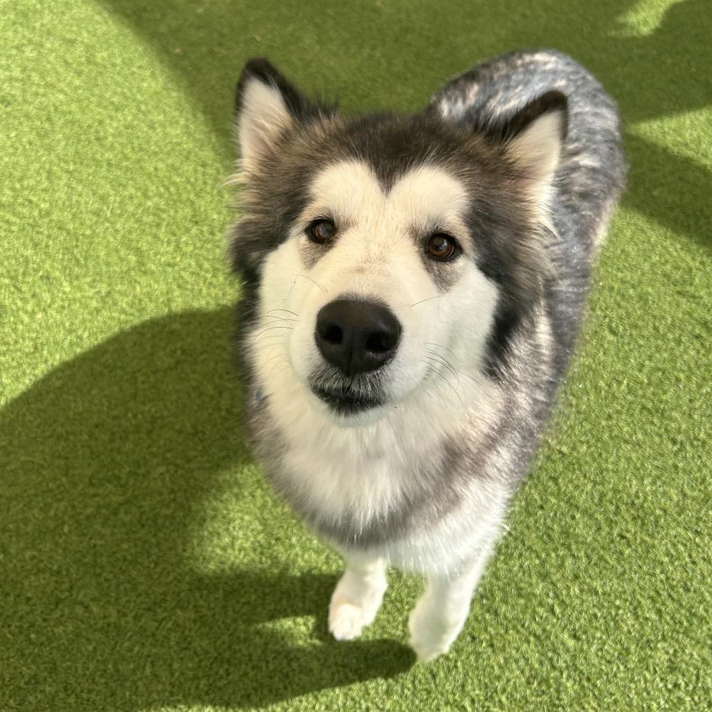 Princess thumbnail 3