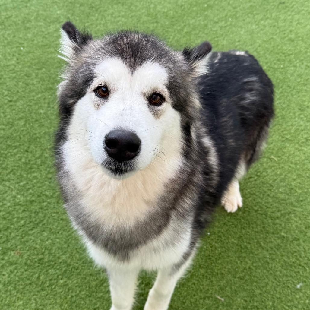 Princess thumbnail 4