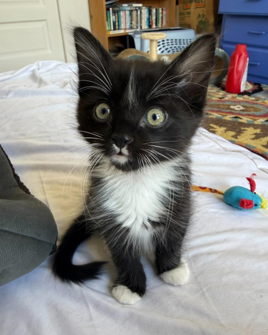 Banjo (Bonded with Ukulele), Adoptable, Kitten Male Domestic Medium Hair.