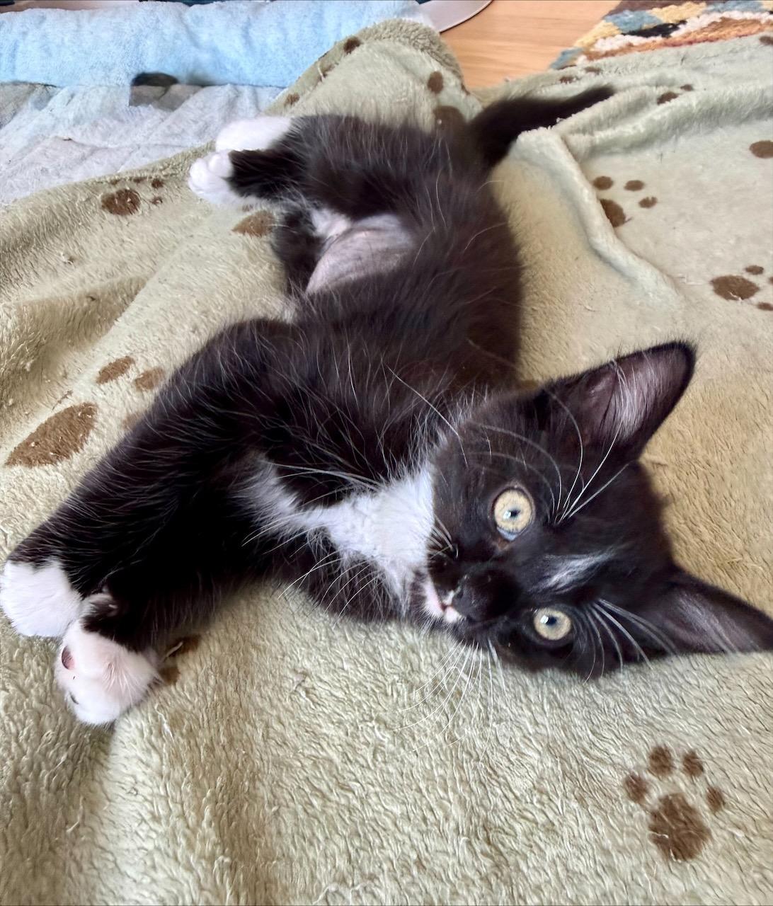 Banjo, Adoptable, Kitten Male Domestic Medium Hair.